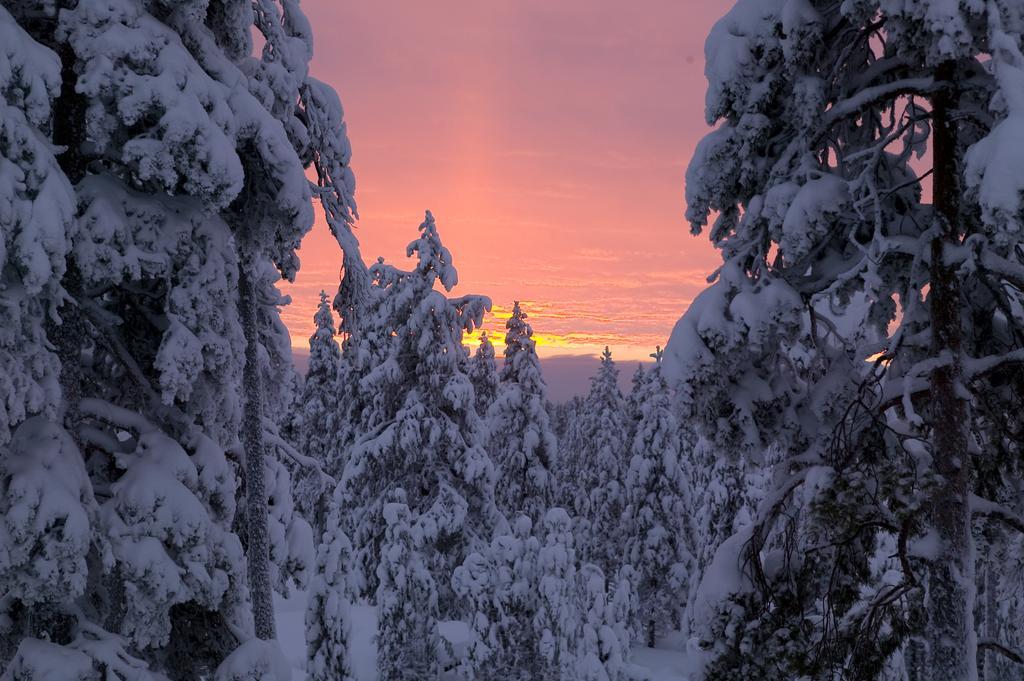 Arctic Treehouse Hotel Rovaniemi Exterior photo